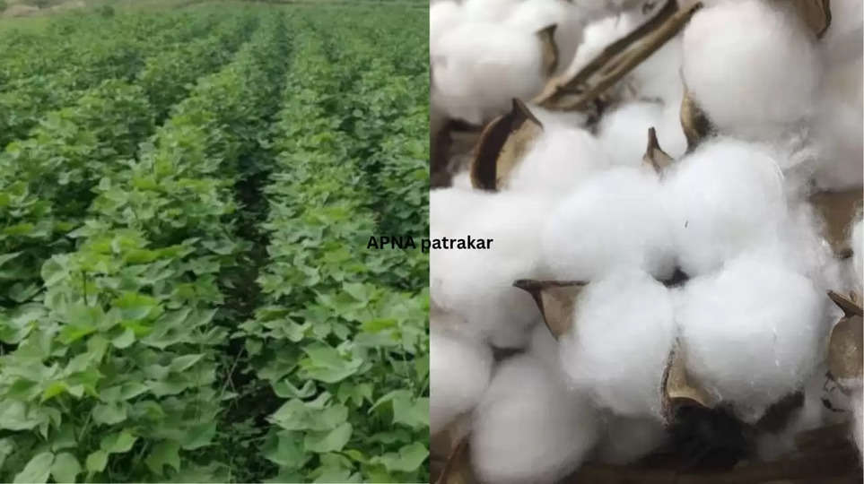 cotton 