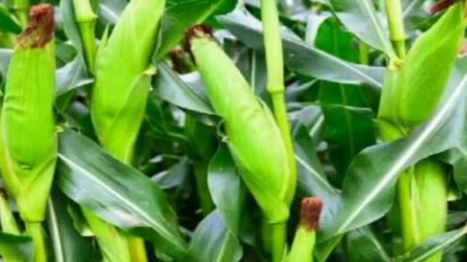 makka