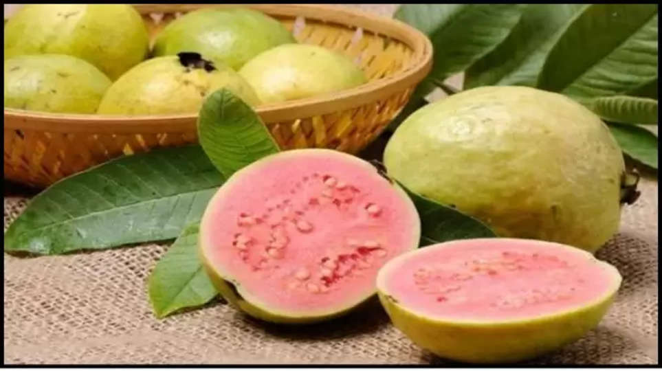 red guava ,guava ,benefits ,fruits , health tips ,health care tips ,Benefits of red guava, Beneficial in high BP, Removes constipation, Beneficial for skin, Beneficial for sugar patients, Removes iron deficiency, Boosts immunity,लाल अमरूद के फायदे, हाई बीपी में फायदेमंद, कब्ज दूर करता है,स्किन के लिए फायदेमंद, शुगर के मरीजों के लिए फायदेमंद, आयरन की कमी दूर होती है, इम्यूनिटी बूस्ट होती है , लाल अमरुद खाने के फायदे,हिंदी न्यूज़,